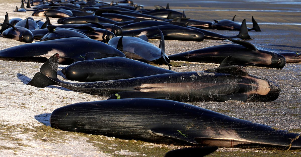 Сколько китов погибло. В новой Зеландии дельфины выбросились на берег. Массовое выбрасывание китов на берег. Киты и дельфины выбрасываются на берег. Киты выбросились на берег новая Зеландия.
