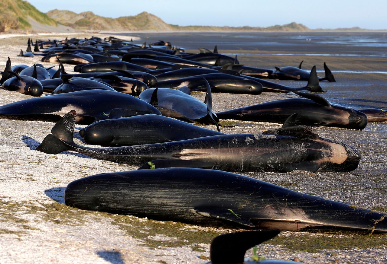 Some of the hundreds of stranded pilot whales marked with an 'X' to indicate they have died