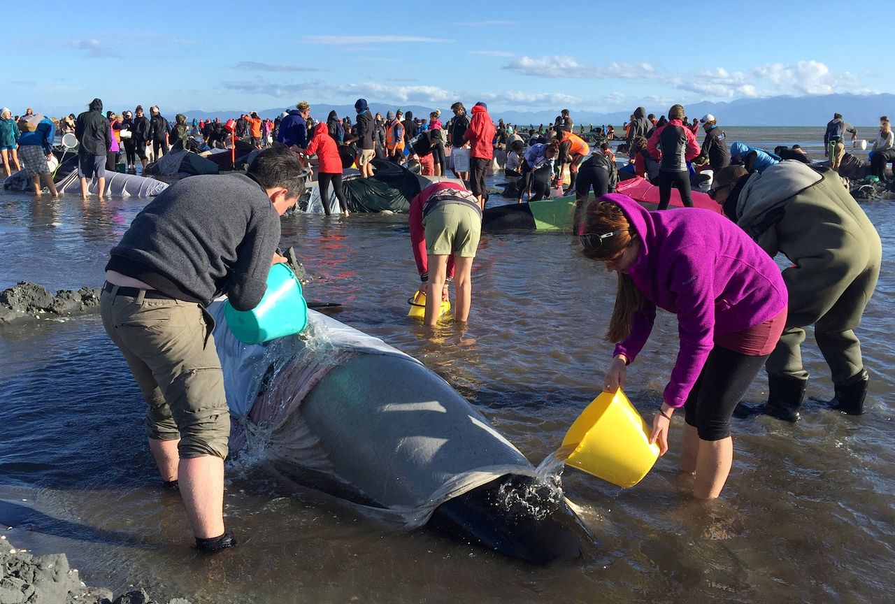 Rescuers took turns pouring water over the beached whales to try and keep them cool