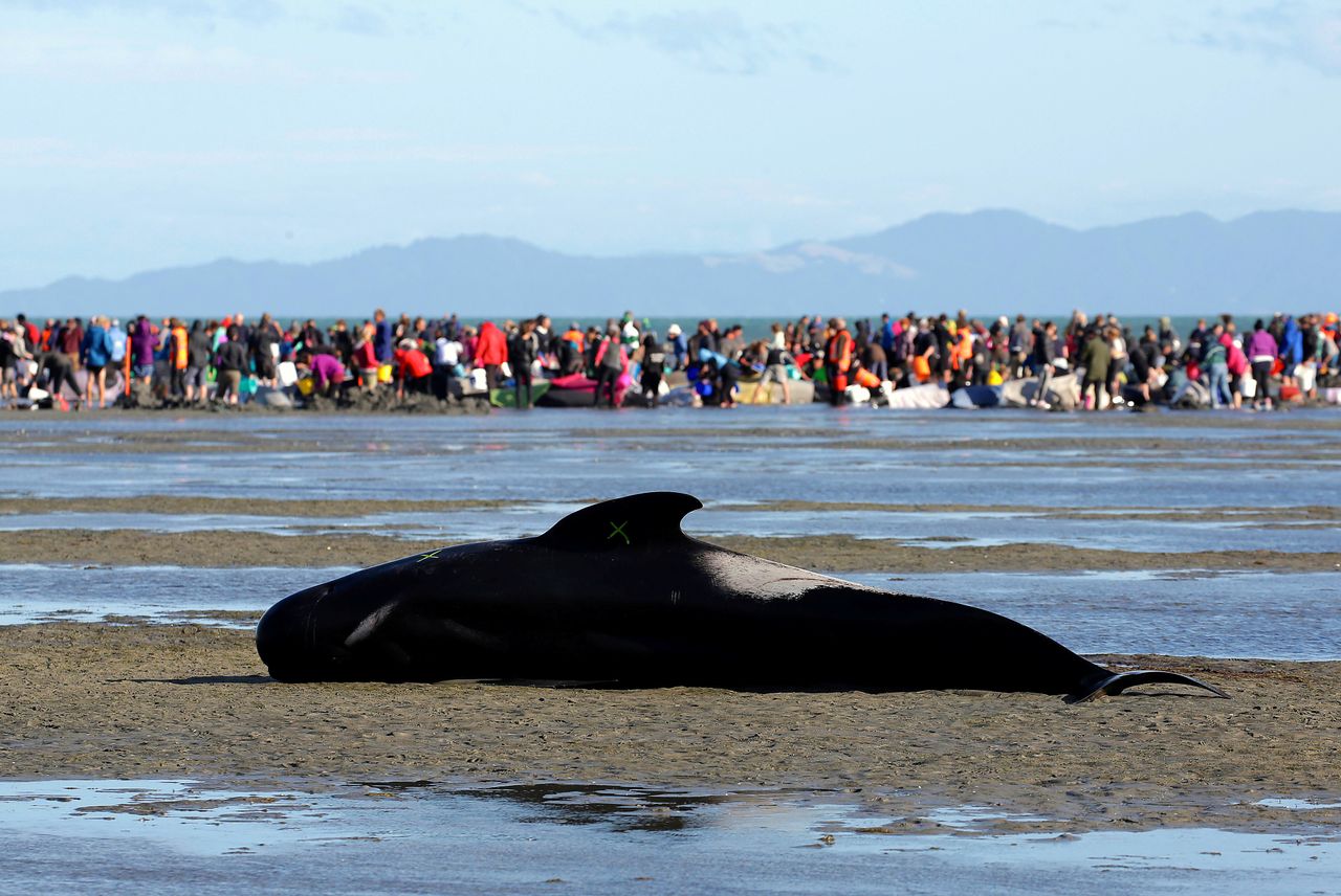 Hundreds of volunteers worked to save the animals