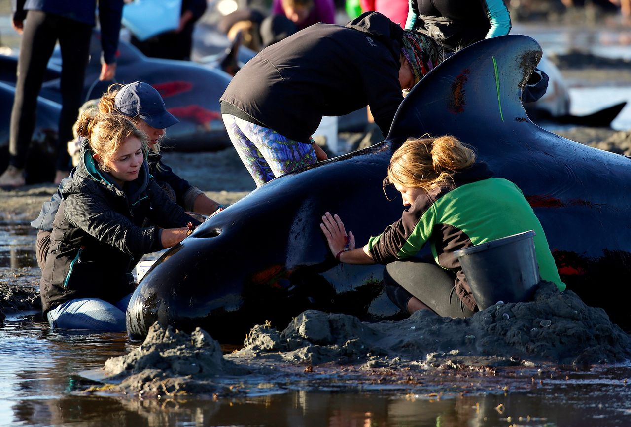 Volunteers attend to some of the hundreds of stranded pilot whales still alive after the stranding