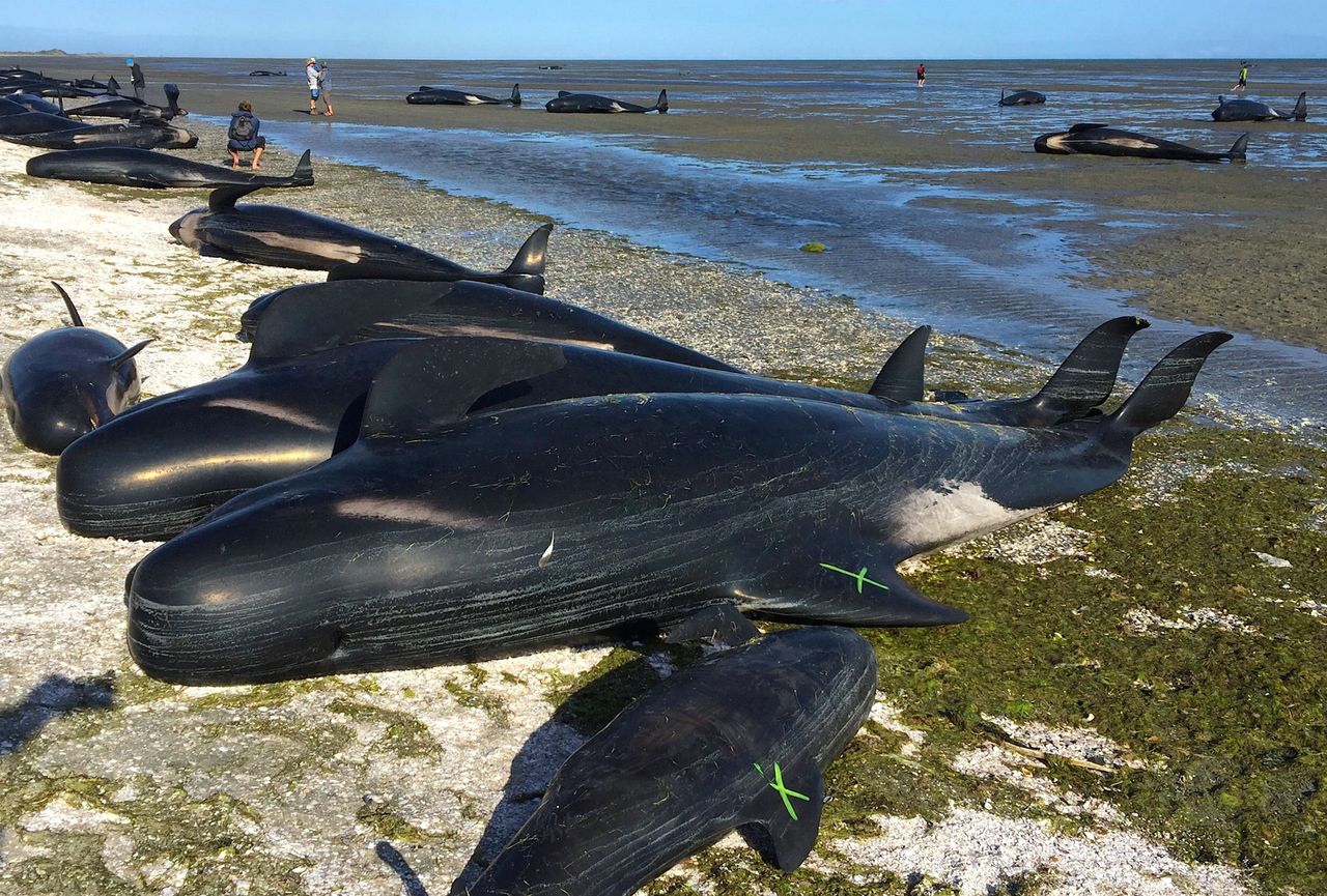 This week's incident is one of the country's largest recorded mass whale strandings