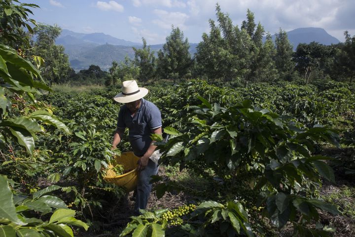 Harvesting coffee cherries at a plantation on the slopes of the Agua volcano in Guatemala. Dec. 17, 2015.