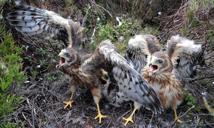 Rare one-month-old Hen Harrier chicks which have been fitted with Remote Satellite receivers.