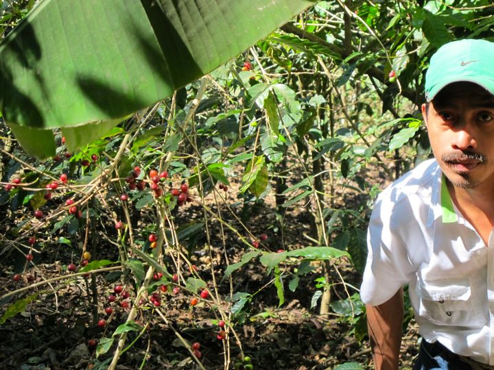 An agronomist for Coffee & Climate on a blighted coffee plantation.