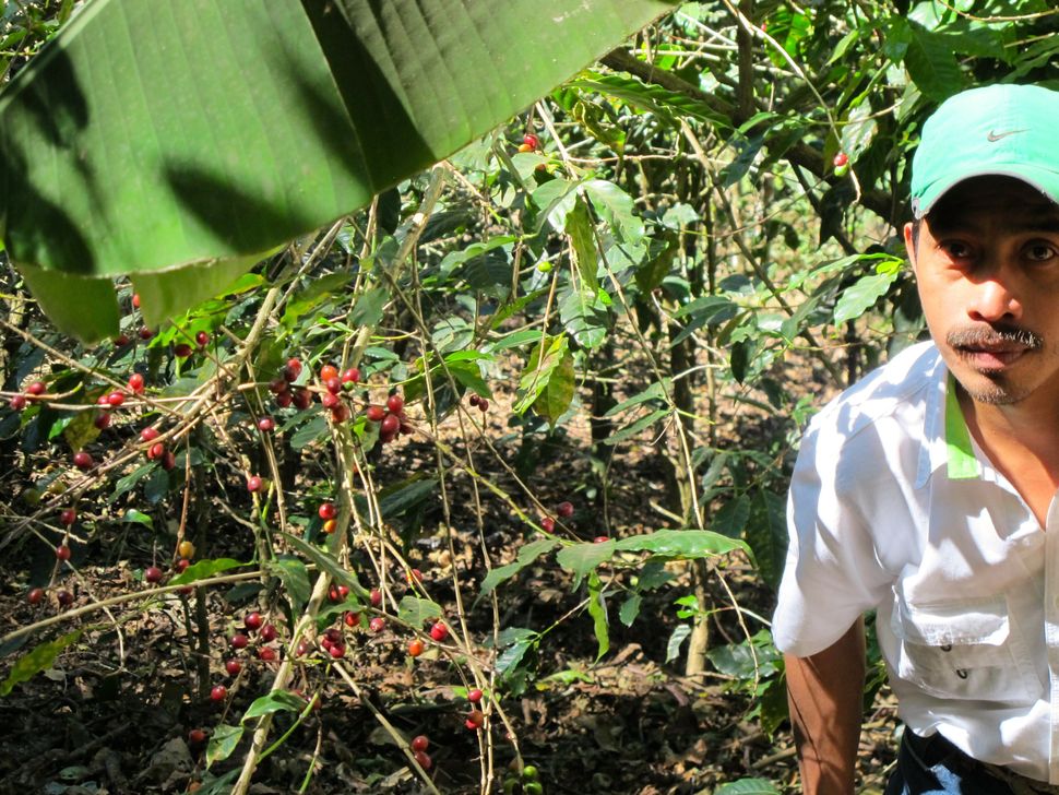 An agronomist for Coffee &amp; Climate&nbsp;on a blighted coffee plantation.