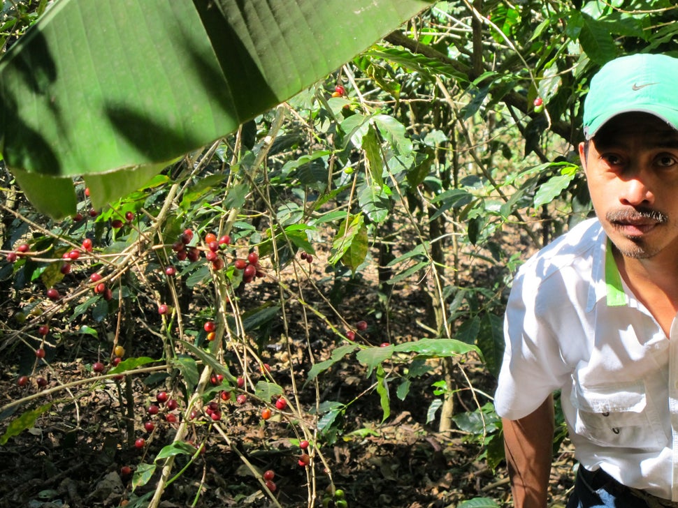 An agronomist for Coffee & Climate on a blighted coffee plantation.