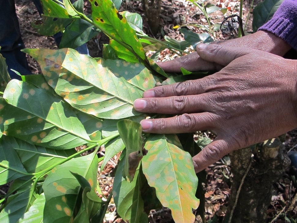 The early signs of coffee rust, a blight worsened by the impacts of climate change, on a coffee plant in Guatemala’s dr