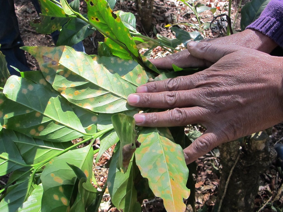 The early signs of coffee rust, a blight worsened by the impacts of climate change, on a coffee plant in Guatemala&rsquo;s dr