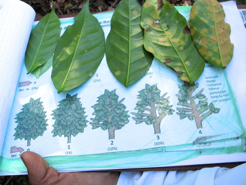 A Coffee &amp; Climate agronomist demonstrates the evolution of coffee rust.