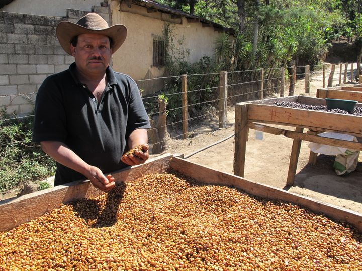 A coffee farmer and other members of his cooperative in Nueva Santa Rosa have built drying racks for the coffee beans.