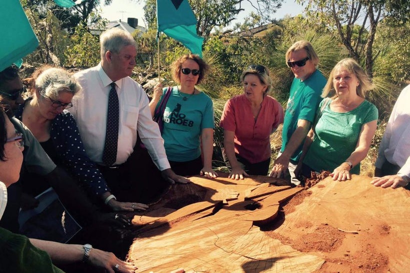 A stump of a 300-year-old Tuart felled at Beeliar Wetlands.