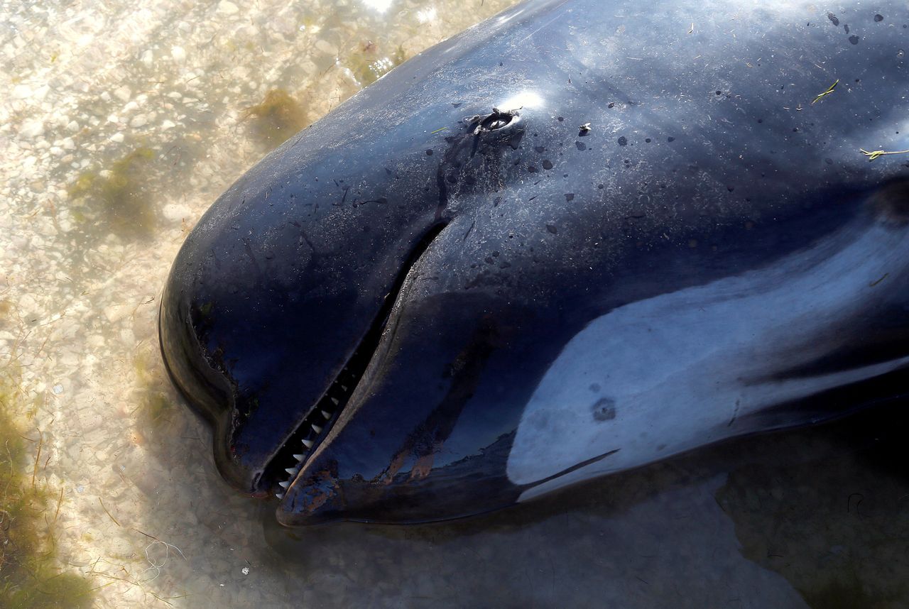 A dead pilot whale lies on a sandbank after one of the country's largest recorded mass whale strandings.