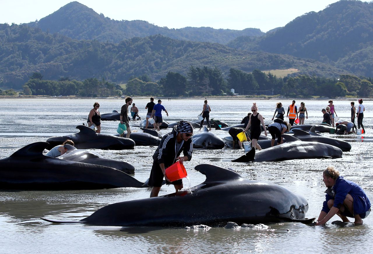 Volunteers try to assist some more stranded pilot whales that came to shore in the afternoon after one of the country's largest recorded mass whale strandings, in Golden Bay, at the top of New Zealand's South Island, February 11, 2017.