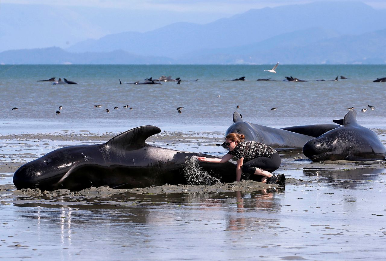 Volunteers try to assist some the stranded pilot whales.