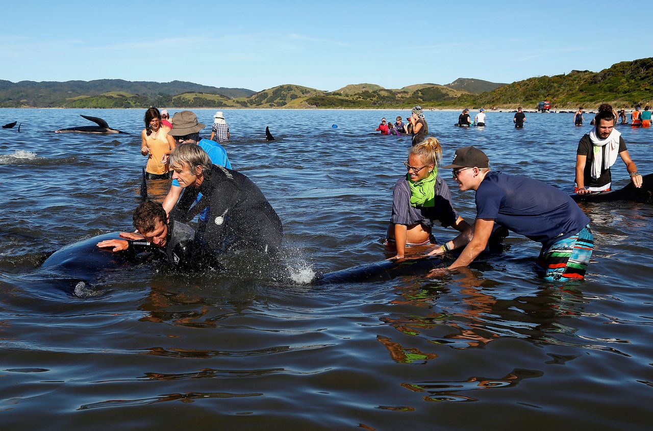 Volunteers try to guide some of the stranded pilot whales still alive back out to sea.