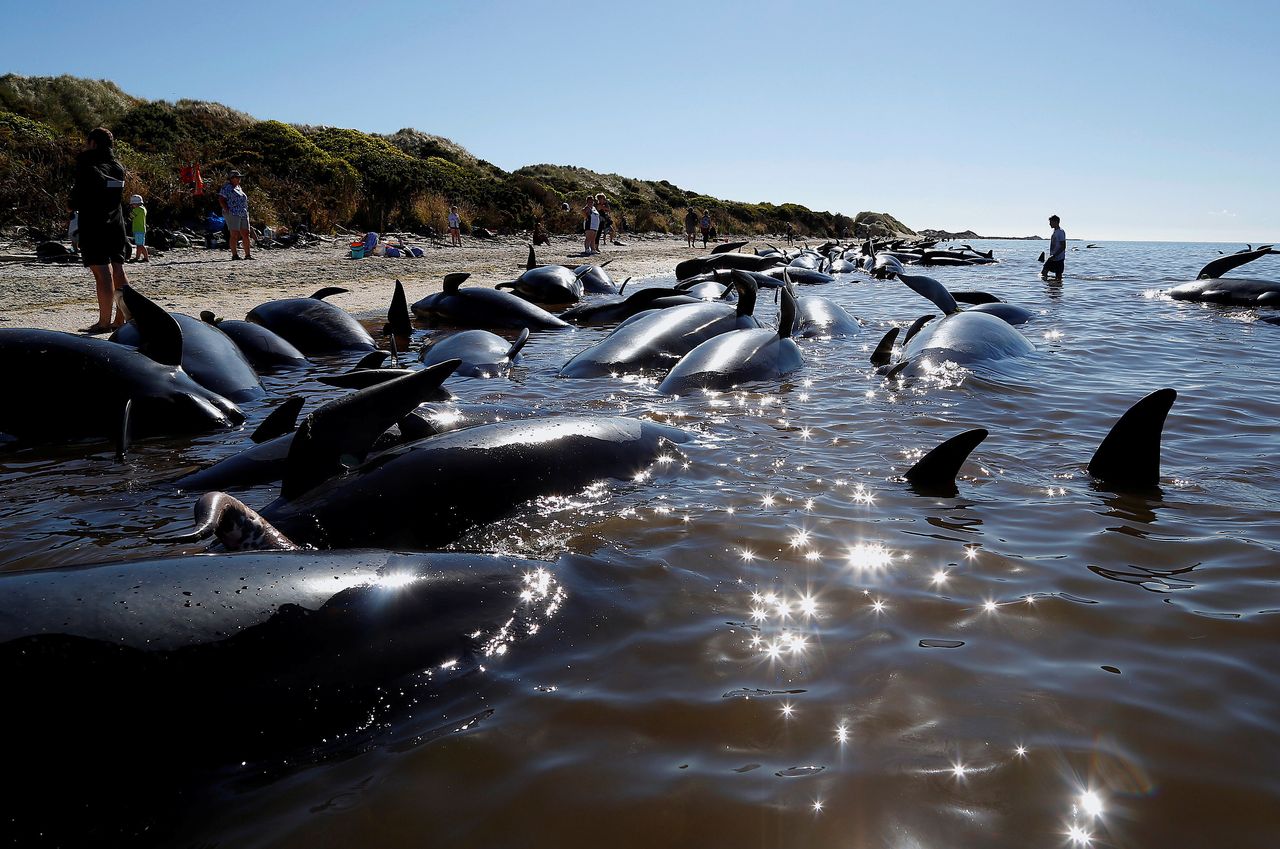 Hundreds of whales became stranded in New Zealand's South Island.