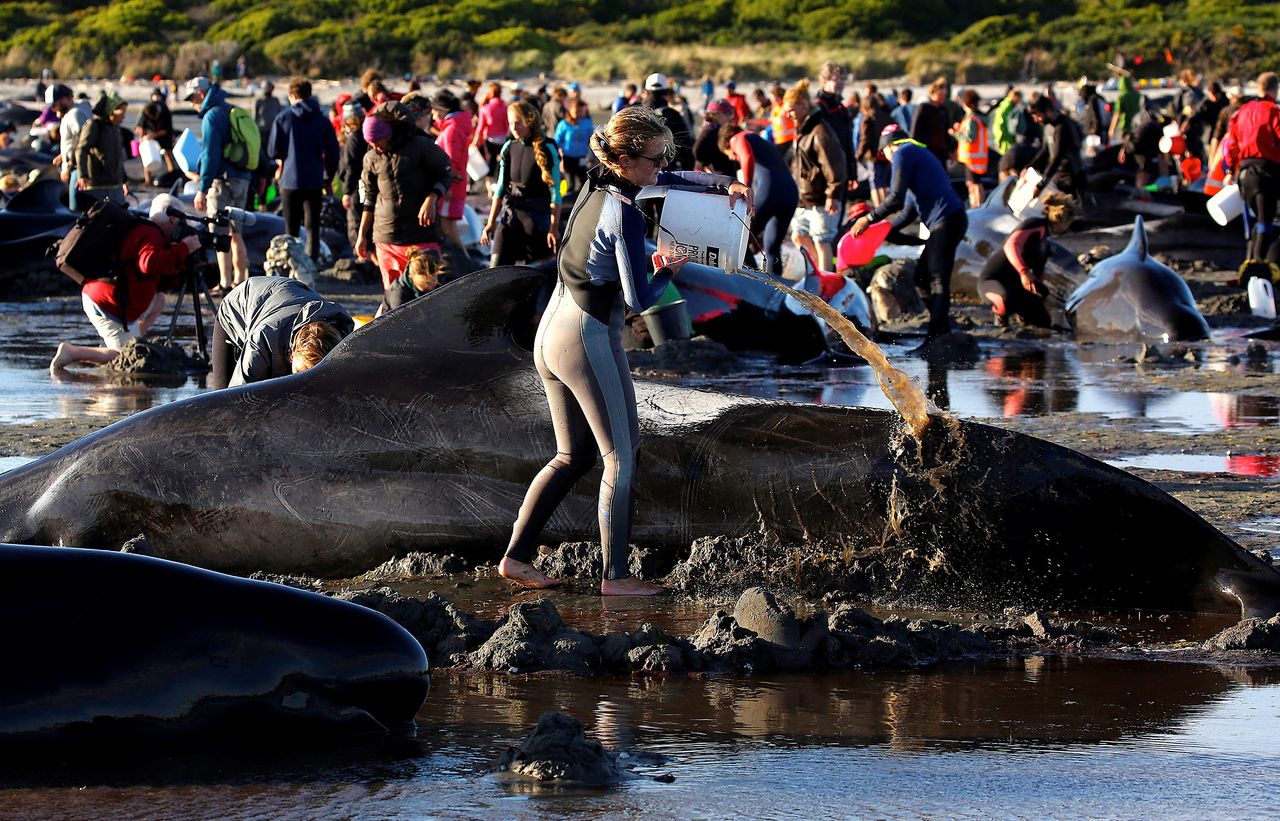 Volunteers attend to some of the hundreds of stranded pilot whales.