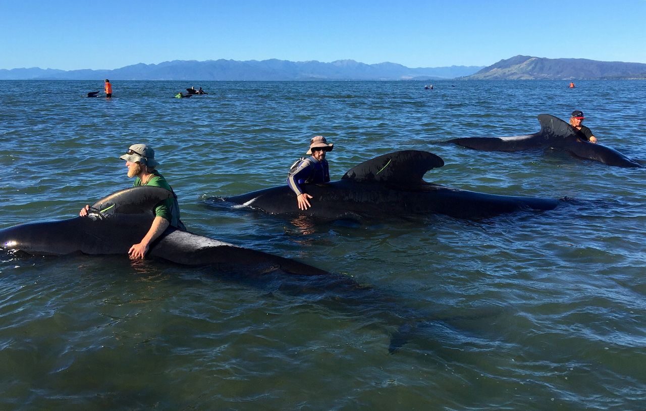 Volunteers try to guide some stranded pilot whales back out to sea.