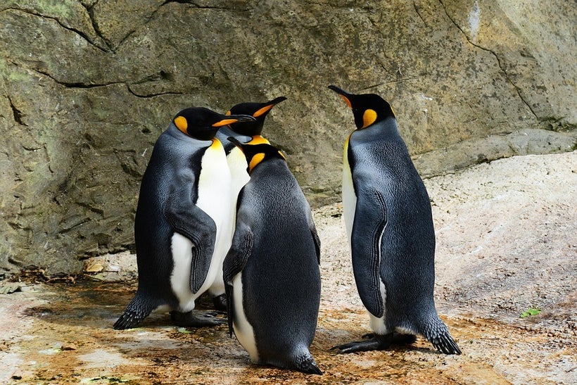 Credit: <a rel="nofollow" href="https://pixabay.com/en/king-penguin-penguins-384252/" target="_blank">PollyDot</a>