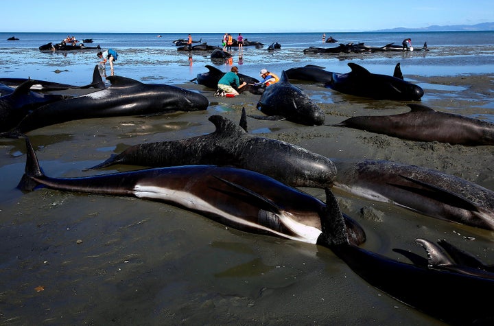 Volunteers try to help stranded pilot whales stuck on the shores of New Zealand's Farewell Spit on Feb. 11, 2017.