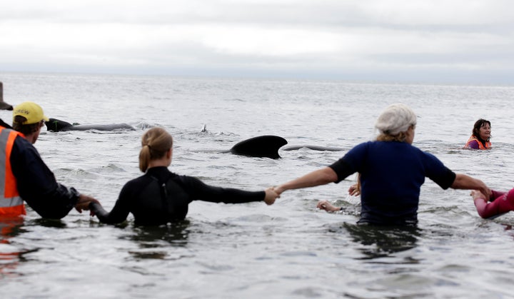 Volunteers form a human chain to prevent whales from stranding themselves on the beach.