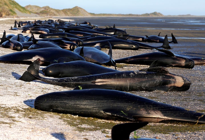 Dead whales were marked with an "x" so rescuers would know they could not be saved.