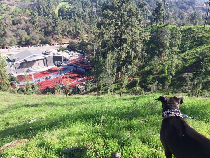 <p>My pal Roxy high above the Greek Theatre at Griffith Park.</p>