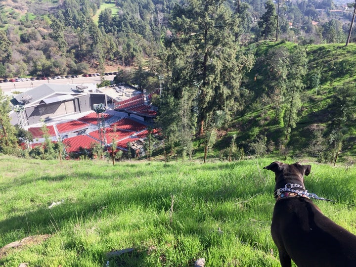 My pal Roxy high above the Greek Theatre at Griffith Park.