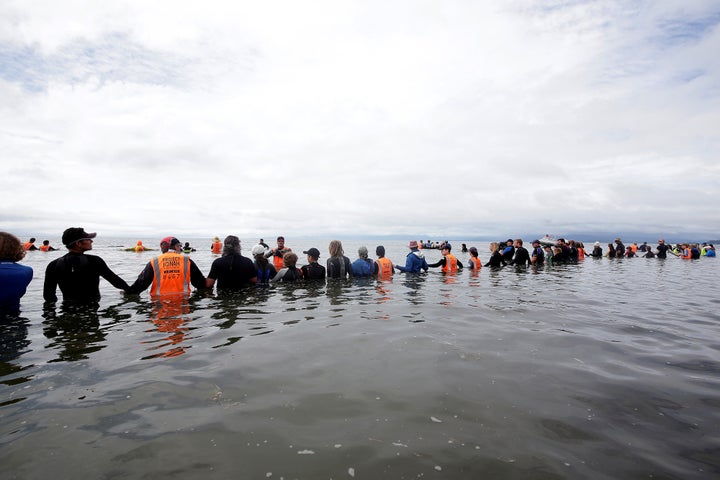 Nearly 700 whales were stranded on Farewell Spit along New Zealand's South Island.