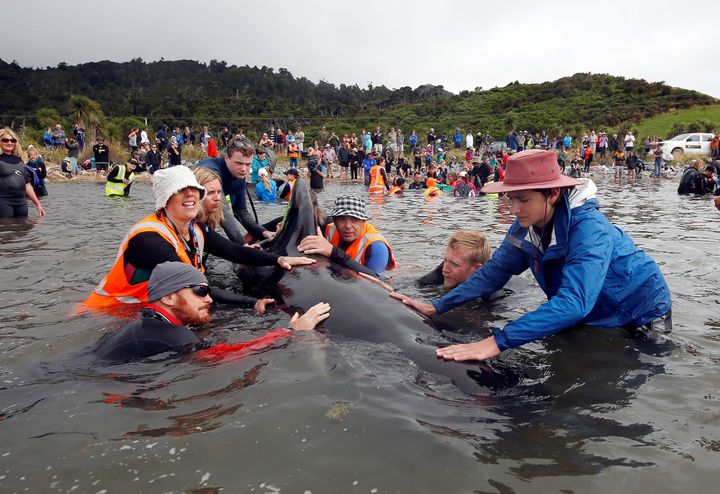 Volunteers prepare to refloat stranded pilot whales.