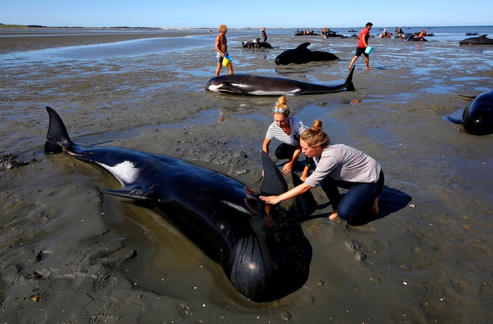 More than 500 people worked for days to help save as many of the stranded whales as they could.