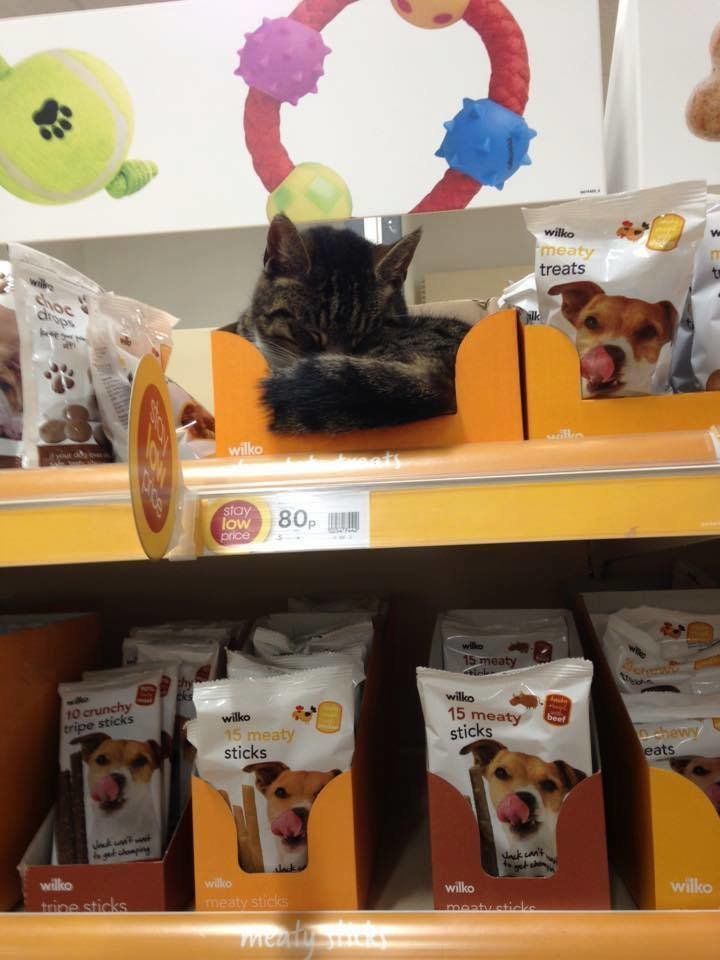 A cat amongst the dog treats