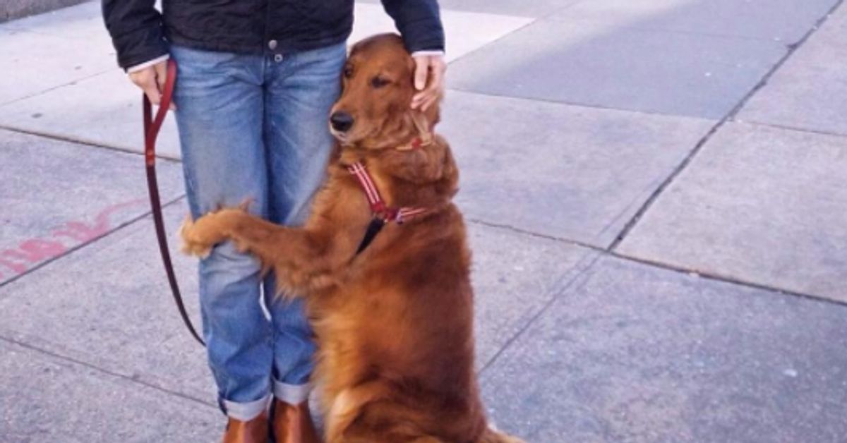 Affectionate Dog Gives 'Hugs' To Strangers She Meets Around New York