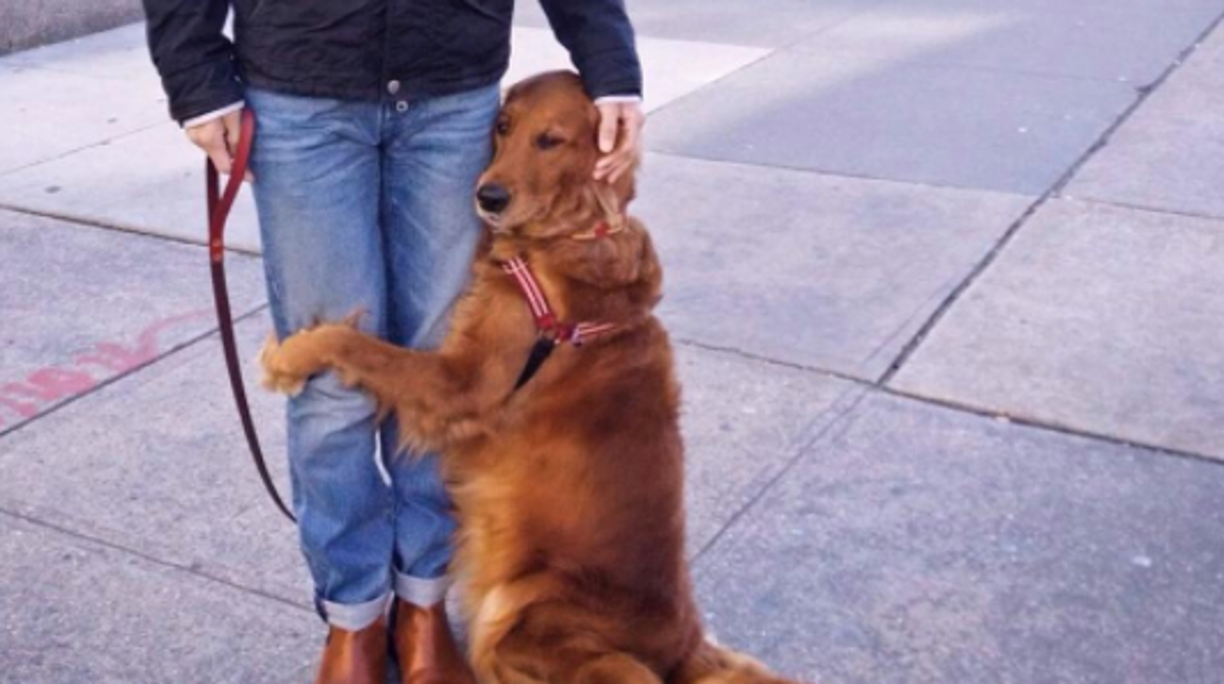 Affectionate Dog Gives 'Hugs' To Strangers She Meets Around New York