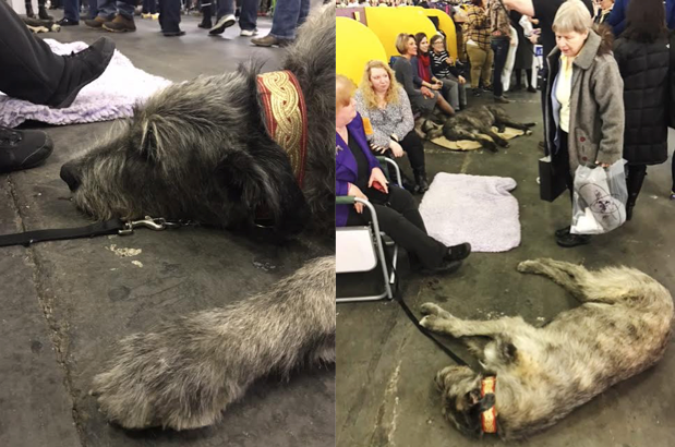 Ghost is an 18-month-old Irish Wolfhound who's not yet fully grown.