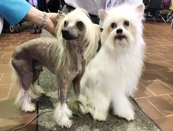 Meet Neo and Cooper, Chinese crested dogs. Neo is a hairless version; Cooper is a powderpuff.