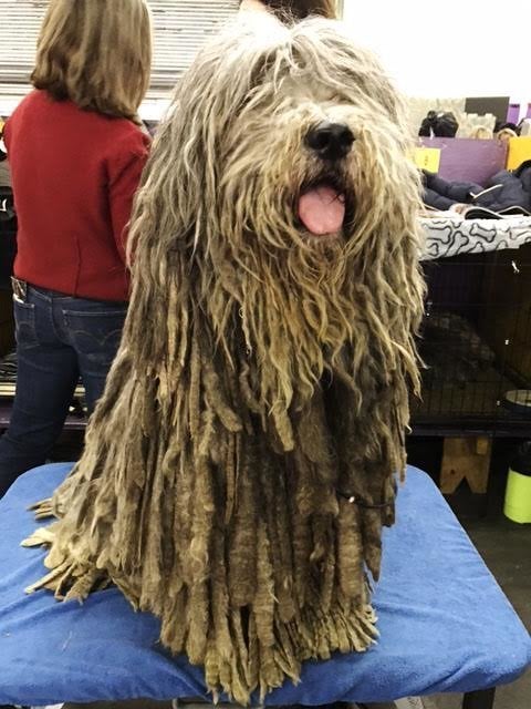 This is Tinia, a 6-year-old Bergamasco from Pennsylvania.