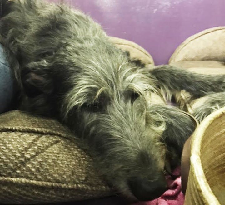 Seaford is a 6-year-old Scottish Deerhound. These dogs are typically smaller than Irish wolfhounds.