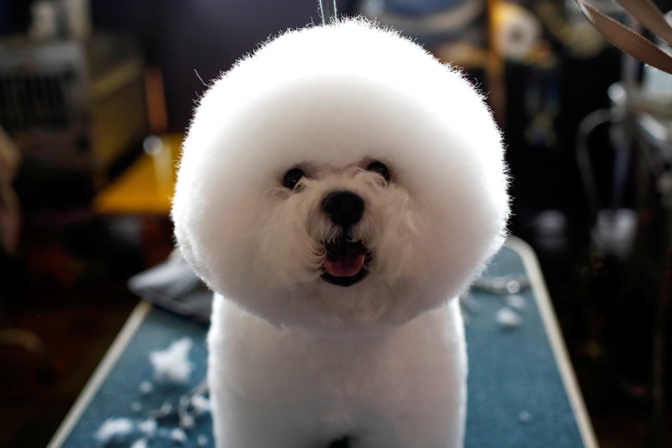 Bichon Frise Named Best In Show At Westminster Kennel Club Dog Show ...