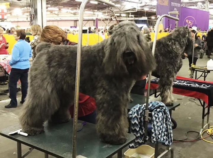 Jagger is a 4-year-old Bouvier des Flandres.