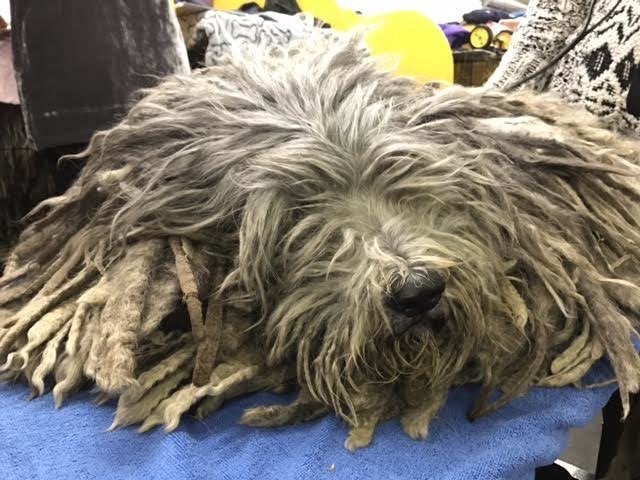 Bergamasco sheepdogs require little hair maintenance, one handler said.