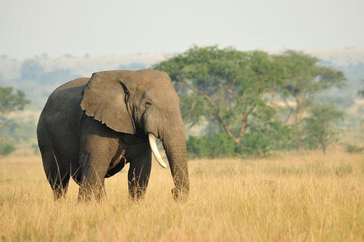 Elephants were among the most vulnerable to climate change effects, the study found.