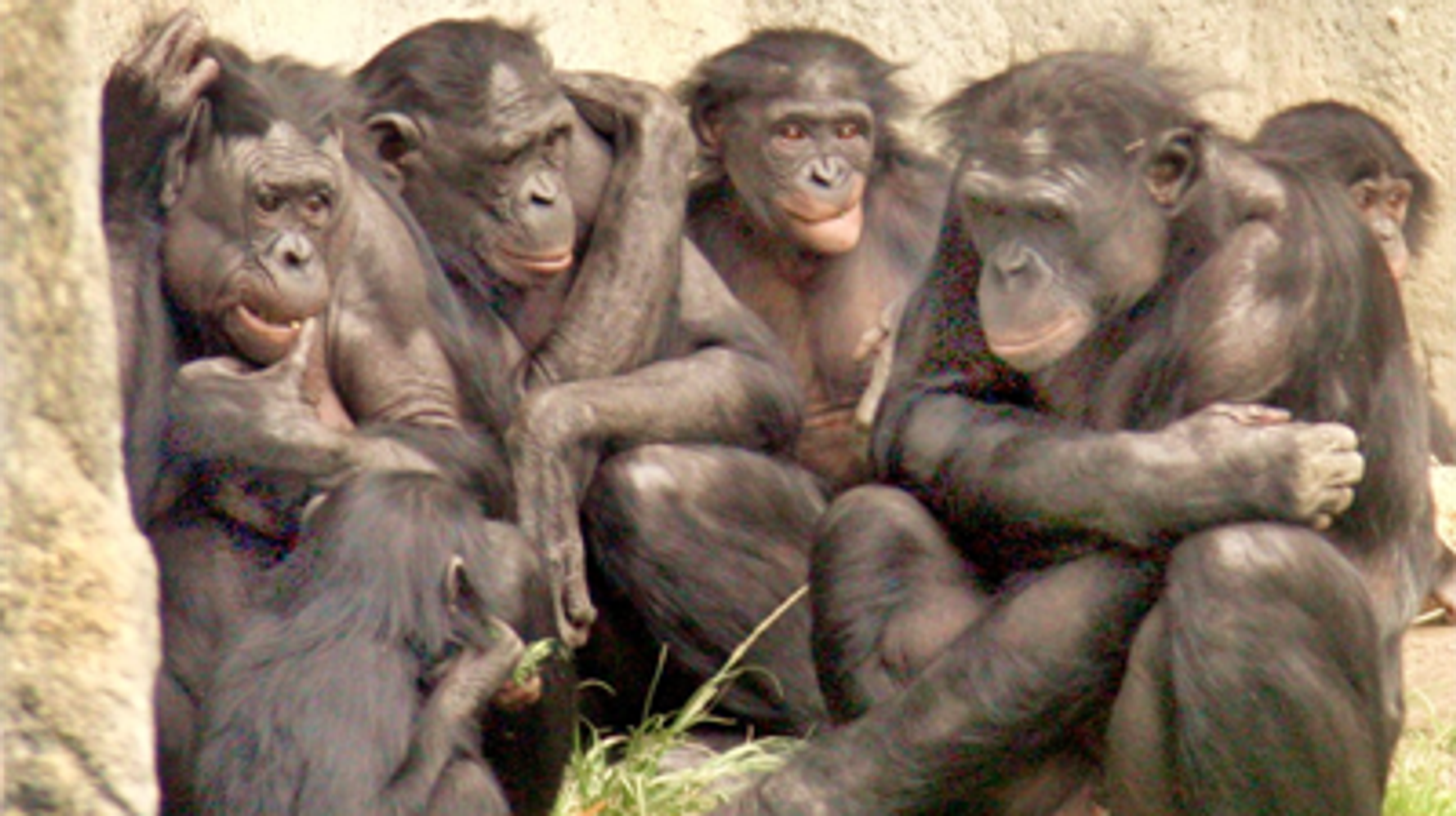 Карликовый шимпанзе 6. Шимпанзе бонобо. Самка бонобо. Шимпанзе бонобо спаривание. Обезьяны бонобо жизнь.