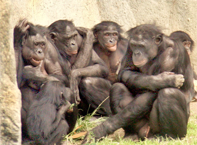 Social gathering of six bonobos at the San Diego Zoo. (Wikipedia)