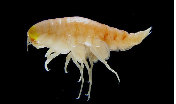 <em>Hirondellea gigas</em> are voracious scavengers that consume anything that comes down from the surface.