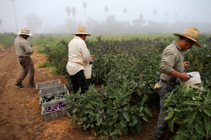 Farm workers pick eggplant on a farm in Rancho Santa Fe, California. President Donald Trump's immigration proposals could make a big impact on the U.S. food system.