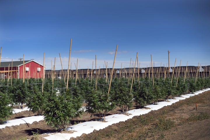 Marijuana plants grow on 36 acres of farmland in Pueblo County that Los Sueños Farms LLC leased to four licensed retail marijuana cultivations.