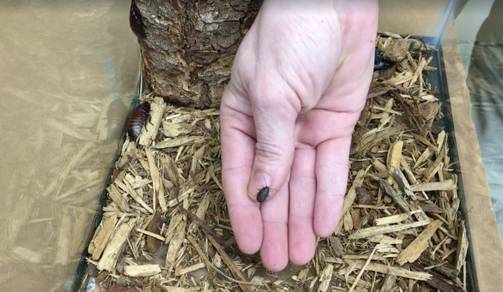 The Atlanta Zoo introduced the world to little Tom Brady, a baby hissing cockroach.