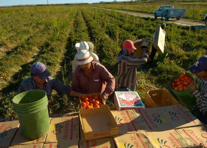 Migrant laborers picking tomatoes on the Hanagan farm outside Swink in the Arkansas Valley. An estimated 50-70 percent of the nation's farmworkers are undocumented.